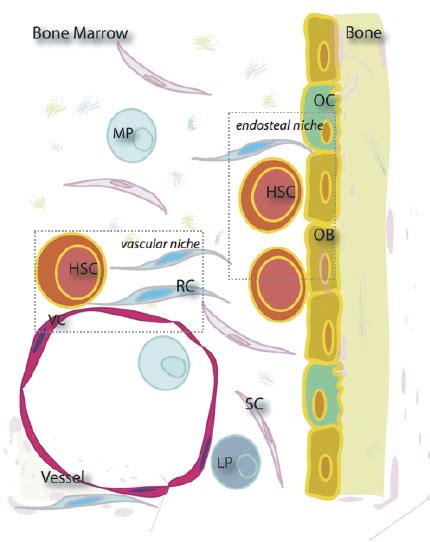 Hematopoetic Stem Cell Nicheschematic Representation Of The Endosteal