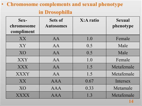 SEX DETERMINATION In Human Drosophila Melanogaster PPT