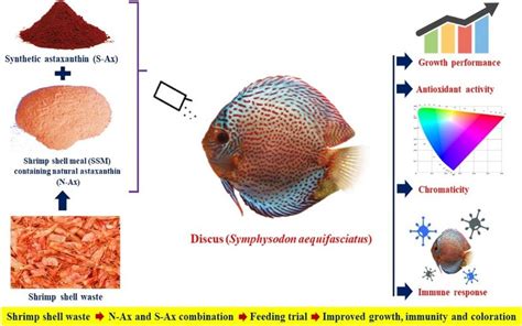 Pdf Synergistic Utilization Of Shrimp Shell Waste Derived Natural