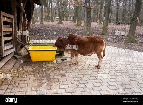 Brown Dwarf Zebu At His Stall Next To A Water Trough Stock Photo Alamy