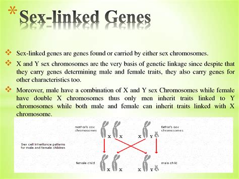 SOLUTION Sex Linked Genes Studypool