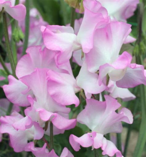 15 Organic GWENDOLINE Sweet Pea Lathyrus Odoratus Seeds Etsy Singapore