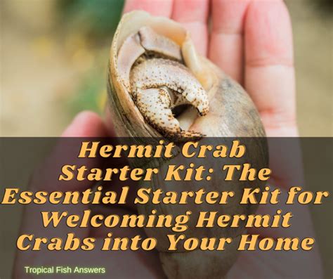 Hermit Crab Starter Kit TROPICAL FISH ANSWERS