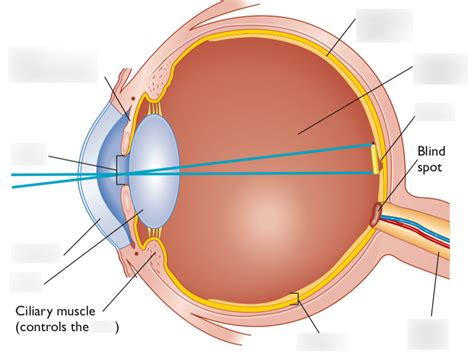 Ap Psychology Sensation Diagram The Eye Diagram Quizlet