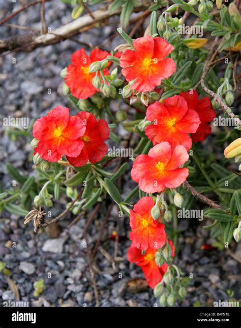 Red Rockrose Helianthemum Fire Dragon Cistaceae Garden Origin