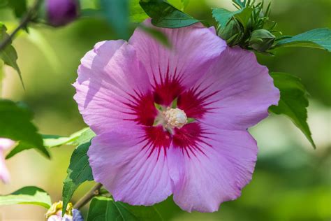 Hibiscus Moscheutos Hibiskus Bylinowy Szk Ka Drzew I Krzew W Kulas