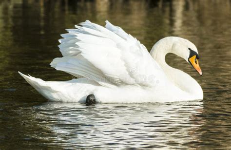 Mute Swan Cygnus Olor Stock Image Image Of Wildlife