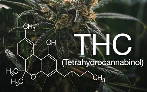 Plant Family | What is THC?