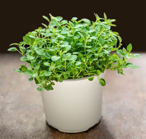 Marjoram Plant Sweet Marjoram Herb Thresh Seed Co