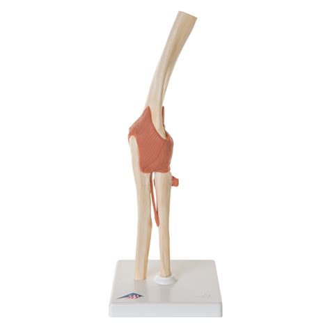 Anatomical Models Of Deluxe Elbow Joint