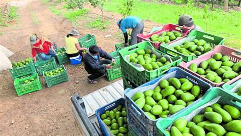 Agroexportaciones Peruanas Crecen En 197 Hasta Septiembre ¿cuáles Son Los Productos Que Más