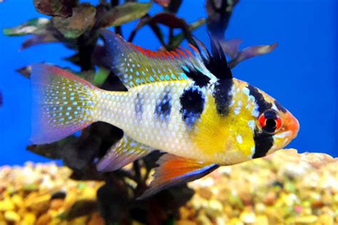 Blue Ram Cichlid Tank Mates And Their Attractive Features Chwb Kosovo