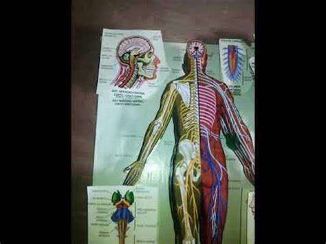 Maqueta Del Sistema Nervioso Autonomo Unpiro