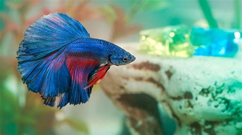 Betta Fish Care How To Keep A Betta Healthy And Happy