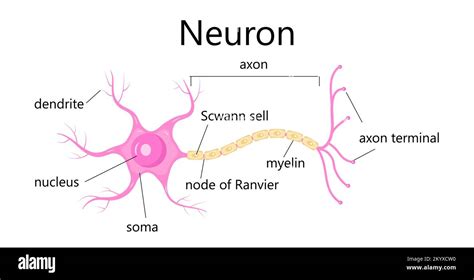 Neuron Concept Vector Dendrite Axon Soma Of Neuron Nerve Anatomy