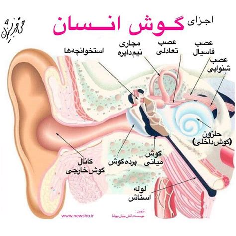 گوش داخلی Inner Ear موسسه دانش بنیان نیوشا