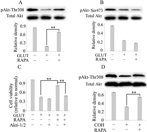 Akt Phosphorylation At Sites Thr308 A And Ser473 B In Primary Rgcs Download Scientific