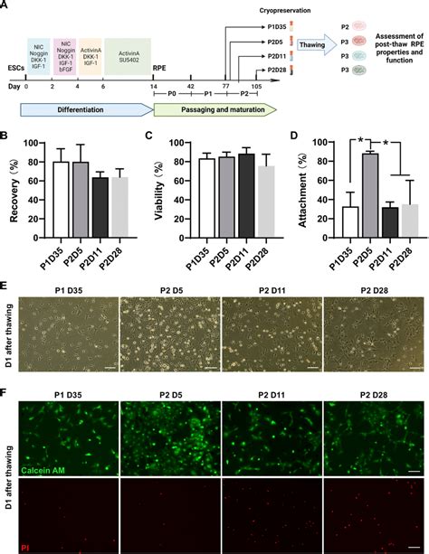 Hesc Derived Rpe Cells Frozen At P D Achieved The Highest Cell