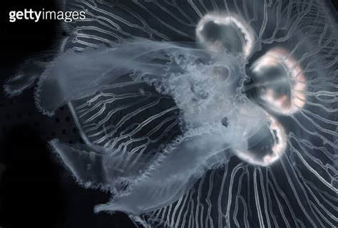 Aurelia Aurita Also Called The Common Jellyfish Moon Jellyfish Moon