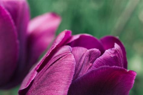 Free Photo | Beautiful purple tulip flower