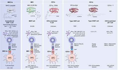 Hypersensitivities Following Allergen Antigen Recognition By