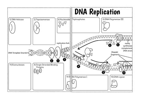 Dna Replication Worksheet With Labels At The Fork The Newly Formed