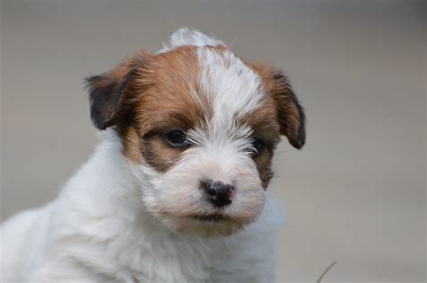 ALLEVAMENTO TOUCHSTAR JACK RUSSELL & boston terrier - TouchStar
