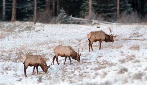 Rocky Mountain Elk Foundation Raises 11 Million