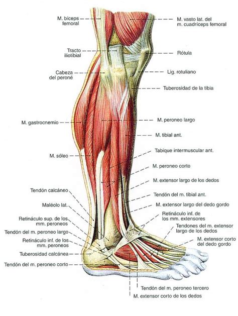 Musculos Del Pie Imagui