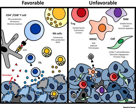 Immune Evasion By Head And Neck Cancer Foundations For Combination