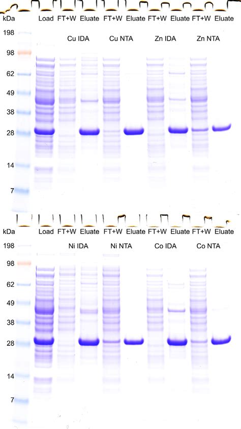 Coomassie Stained Sds Page Results Of Ligand Nta Or Ida And Download Scientific Diagram