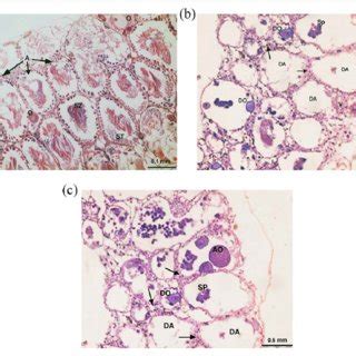 Photomicrographs Of Biomphlaria Alexandrina Ovotestis Of Control A