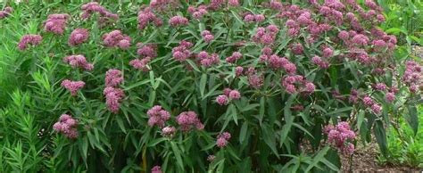 Asclepias Species Swamp Milkweed Rose Milkweed Swamp Silkweed