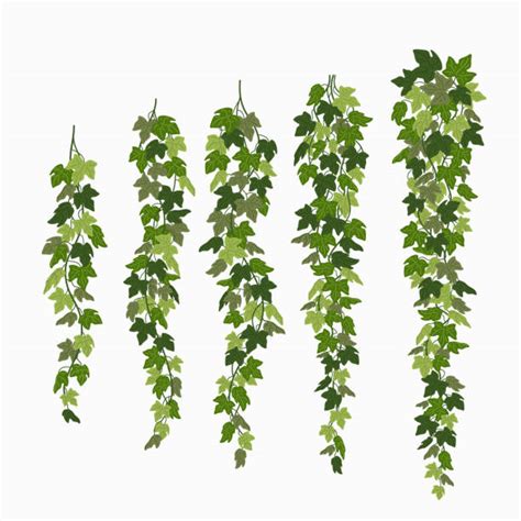 910+ Ivy Vines Drawing Stock Illustrations, Royalty-Free Vector ...