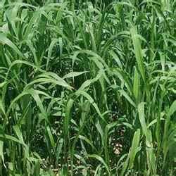 Sorghum Sudan Grass Seed at Best Price in Jalna | Safal Seeds And ...