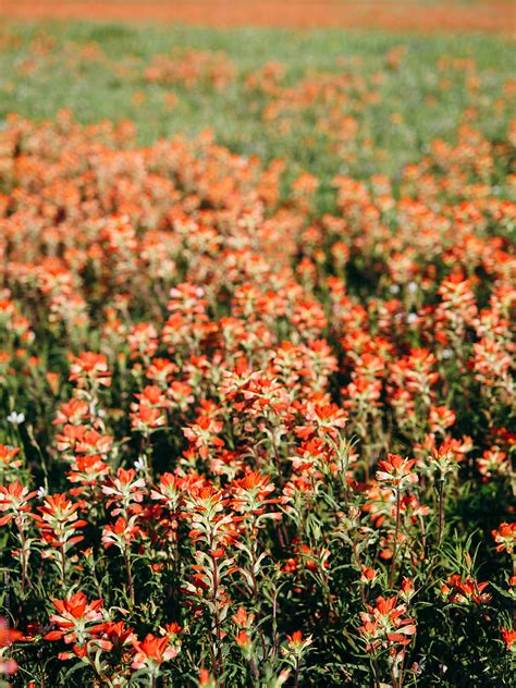 Wildflowers By Stocksy Contributor J Anthony Stocksy