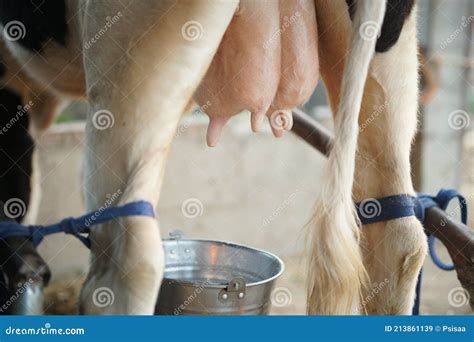 Cow Teat Being Milked In Dairy Farm Milking Of Cattle Royalty Free