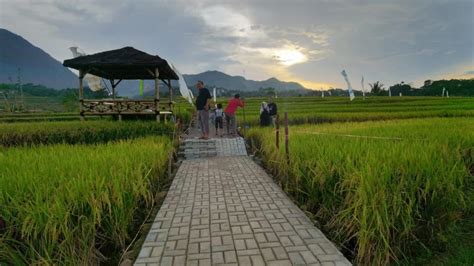 Kavling Sawah View Pegunungan Properti Dijual Di Carousell