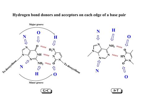 Ppt Elongation Phase Transcription Bubble Powerpoint Presentation