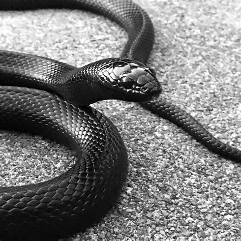 a black and white photo of a snake on the ground