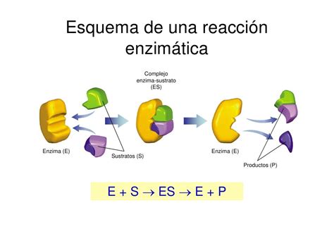 Biologia Enzima