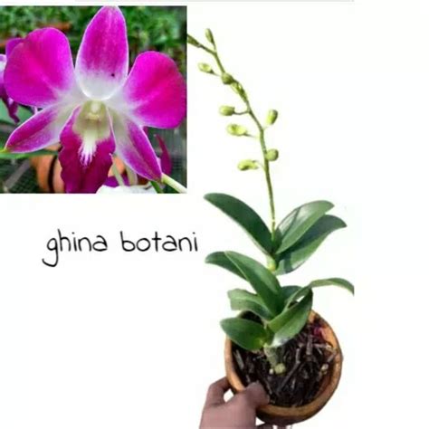 Jual Anggrek Dendrobium Sonia Sudah Berbunga Anggrek Dendrobium Spike