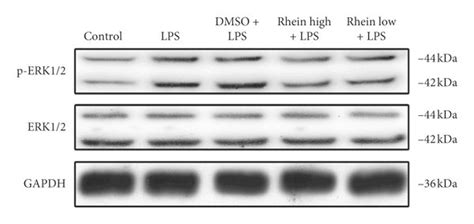 Effects Of Rhein On P38 And ERK1 2 Pathway Components In LPS Stimulated