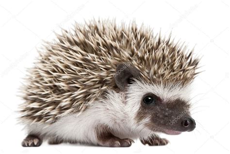 Four-toed Hedgehogs, Atelerix albiventris, 3 weeks old, in front of white background — Stock ...