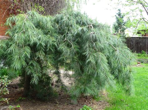 Сосна Пендула (71 фото) - фото - картинки и рисунки: скачать бесплатно