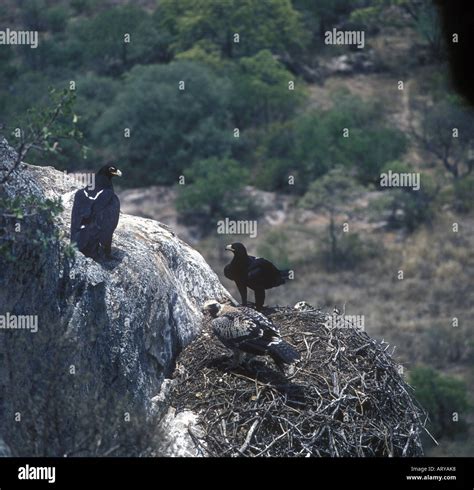 Verreaux s or Black Eagle Aquila verreauxii at nest with young Stock ...