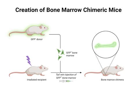 Creation Of Bone Marrow Chimeric Mice Biorender Science Templates