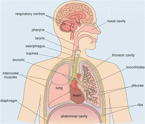 Diagram Of The Respiratory System - exatin.info