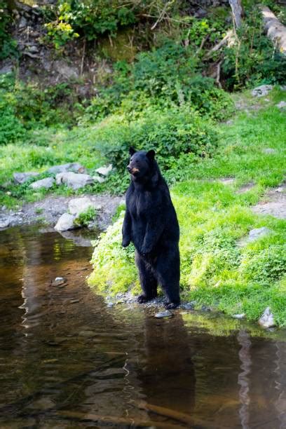 880+ Grizzly Bear Fur Texture Stock Photos, Pictures & Royalty-Free Images - iStock