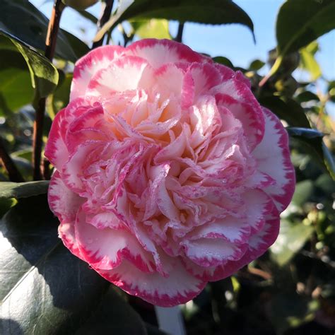 Camelia de Japón 'Margaret Davis' : venta Camelia de Japón 'Margaret